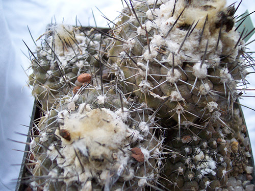 Copiapoa hypogaea