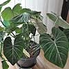 Philodendron gloriosum