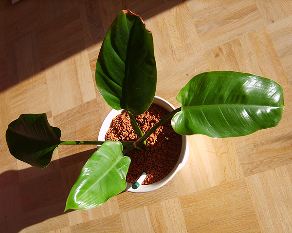 Philodendron tuxtlanum Philodendron tuxtlanum