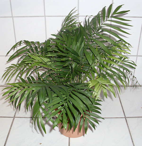 Chamaedorea elegans Chamaedorea elegans