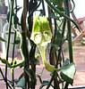 Ceropegia radicans ssp. smithii