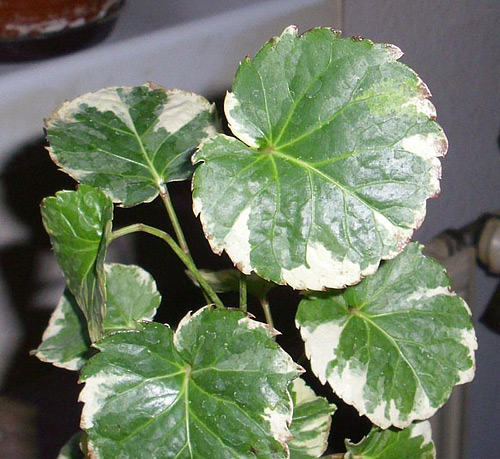 Polyscias balfouriana 'Marginata' Polyscias balfouriana 'Marginata'