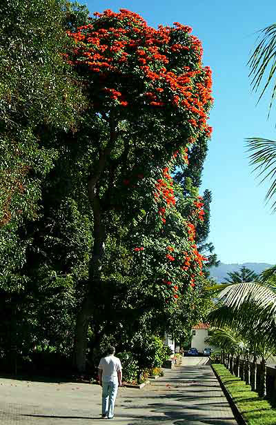 Habitus des Baumes