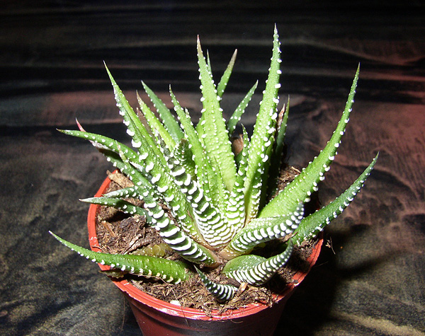 Haworthia fasciata Haworthia fasciata