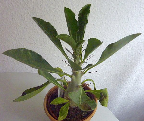 Pachypodium lealii subsp. saundersii