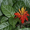 Aphelandra aurantiaca