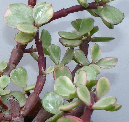 Portulacaria afra 'variegata' Portulacaria afra 'variegata'