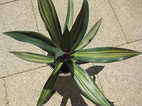 Rhoeo spathacea 'vittata'