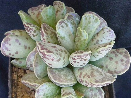 Adromischus cooperi