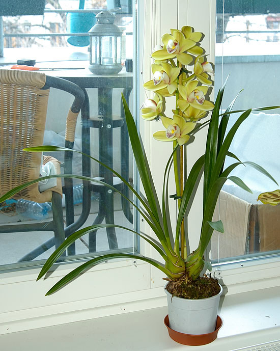 Cymbidium Cymbidium