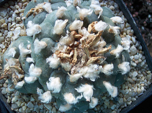 Lophophora williamsii Lophophora williamsii