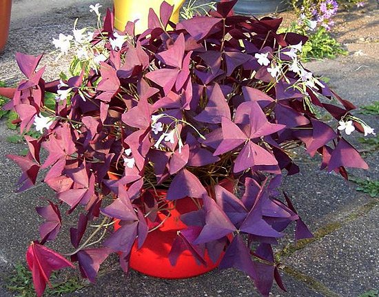 Die Blüte der Oxalis triangularis