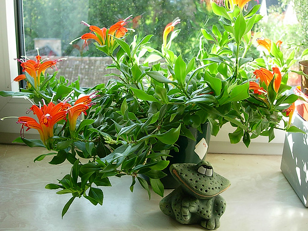 Aeschynanthus hildebrandii