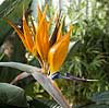 Strelitzia reginae