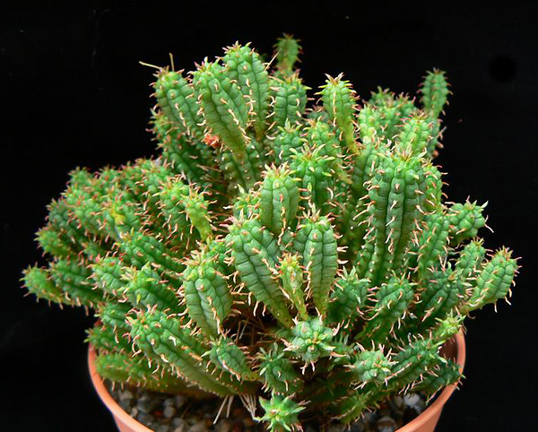 Euphorbia Submammilaris Euphorbia Submammilaris