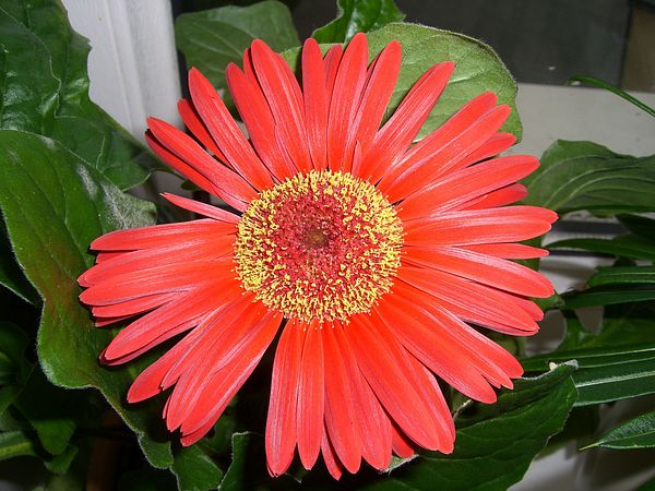 Gerbera-Hybriden 