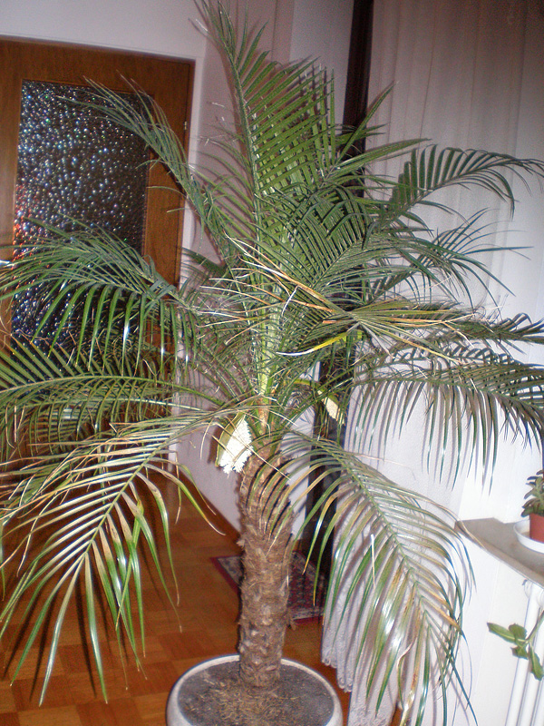 Phoenix roebelenii Phoenix roebelenii
