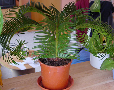 Cycas revoluta