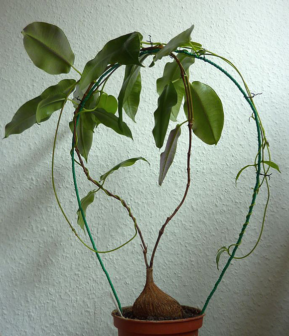 Petopentia natalensis Petopentia natalensis