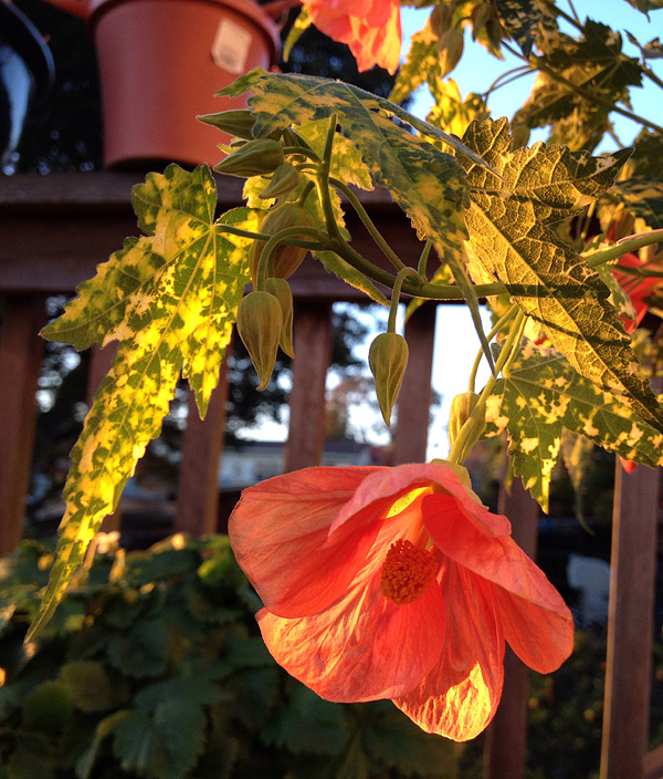 Abutilon pictum