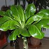 Brighamia insignis