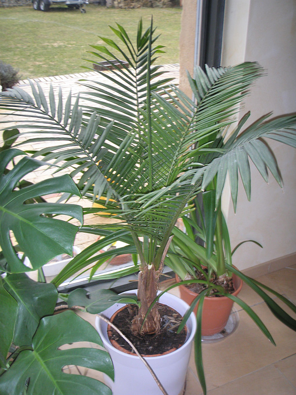 Raveana rivularis Raveana rivularis