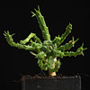 Euphorbia flanaganii