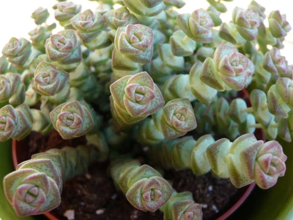 Crassula rupestris ssp. marnierana