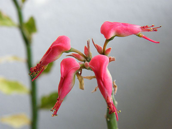 Pedilanthus tithymaloides Blüte