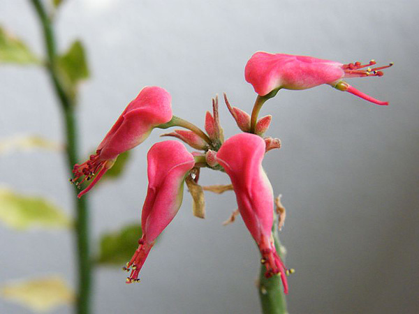 Pedilanthus tithymaloides Blüte Pedilanthus tithymaloides Blüte