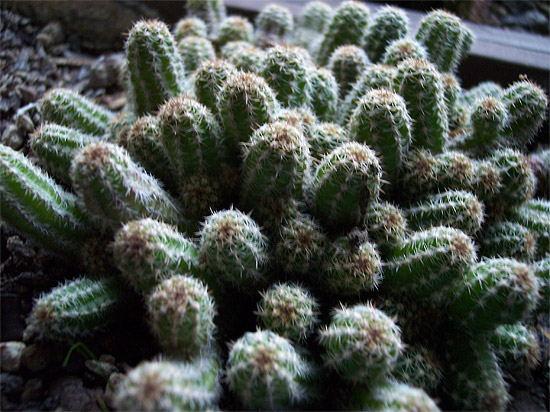 Chamaecereus silvestrii Chamaecereus silvestrii