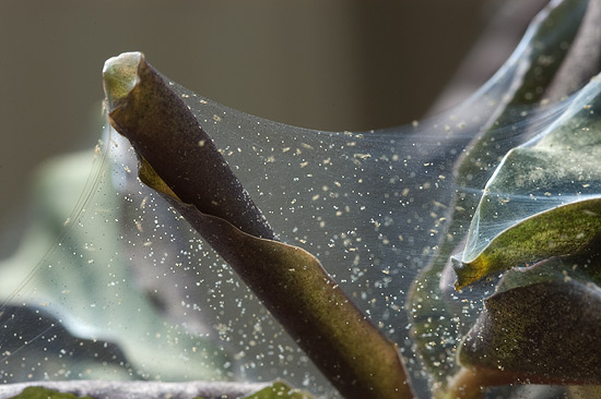 Starker Befall mit Spinnmilben auf einer Calathea crocata 