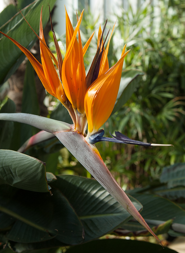 Strelitzia reginae