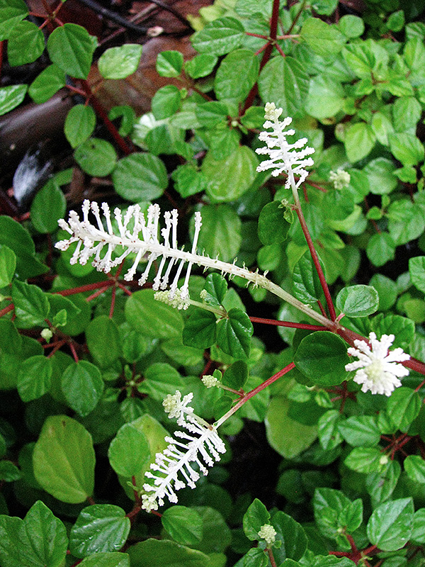 Peperomia fraseri Peperomia fraseri
