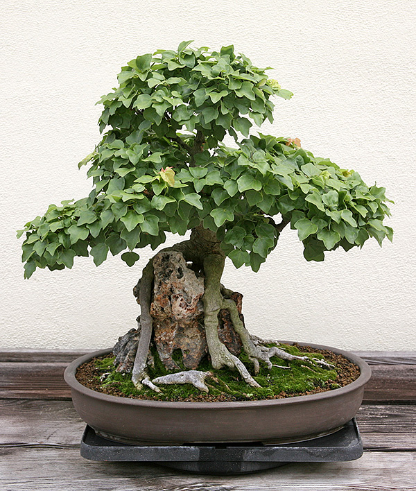 Acer buergerianum