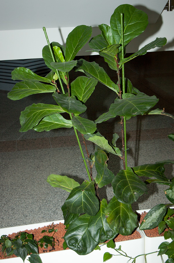 Ficus lyrata Ficus lyrata