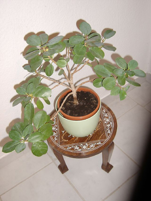 Ficus rubiginosa