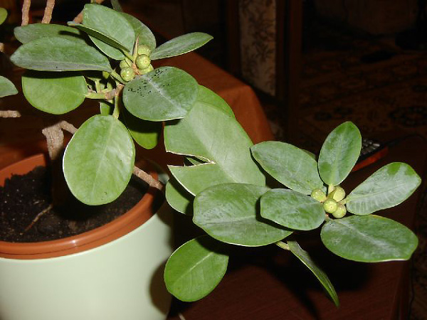 Ficus rubiginosa