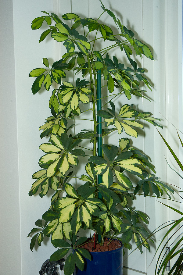 Schefflera arboricola 'Gold-Capella' Schefflera arboricola 'Gold-Capella'