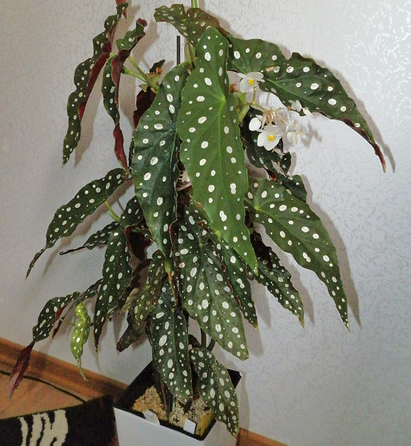Begonia maculata 'wightii' Begonia maculata 'wightii'