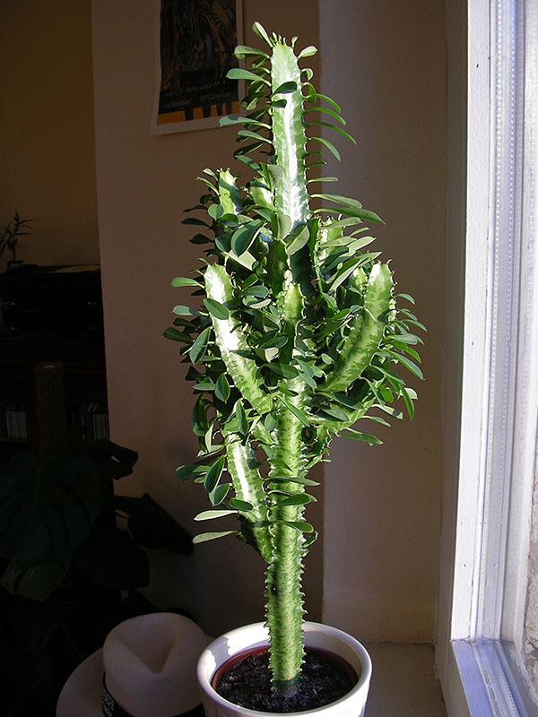 Euphorbia trigona Euphorbia trigona