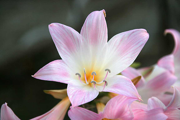 Die Blüte der Amaryllis belladonna Die Blüte der Amaryllis belladonna