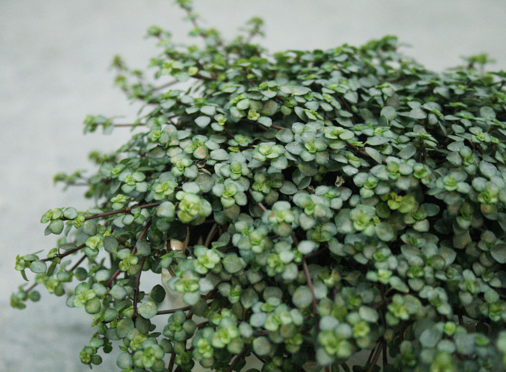 Pilea glauca
