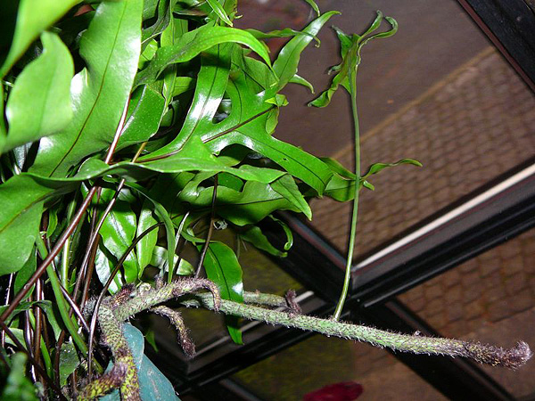 Microsorum pustulatum