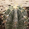 Astrophytum ornatum