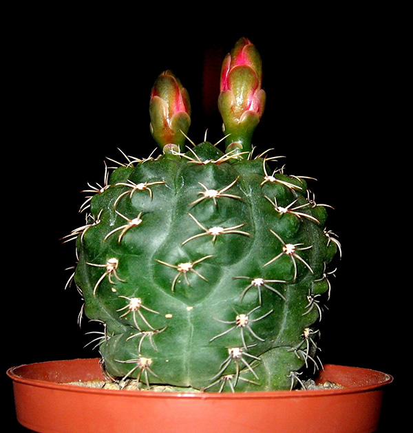 Gymnocalycium baldianum Gymnocalycium baldianum