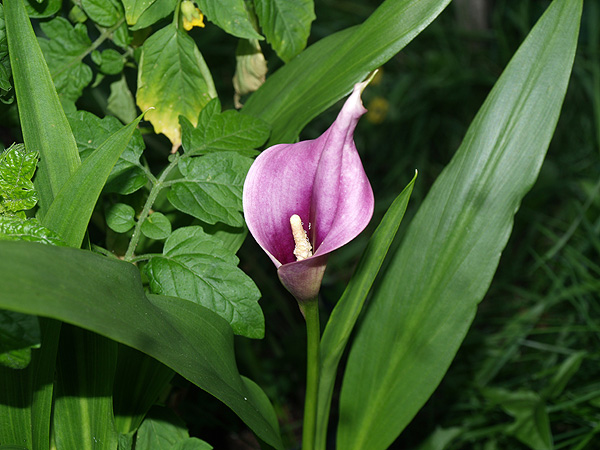 Zantedeschia rehmannii Zantedeschia rehmannii