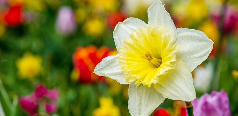 Den Winterblues austricksen: Mit Blumen Farbe in die Wohnung bringen