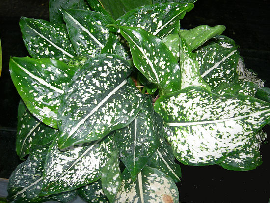 Aglaonema costatum