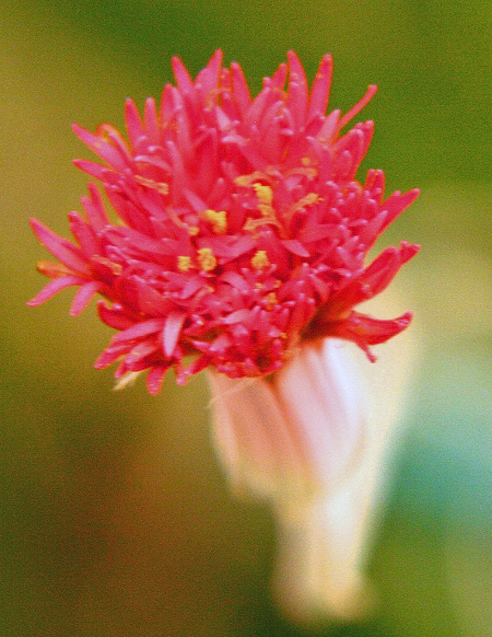 Blüte Blüte
